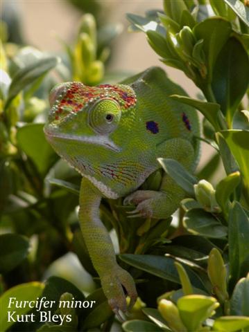 Furcifer minor weibchen