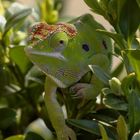 Furcifer minor weibchen