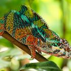 Furcifer pardalis