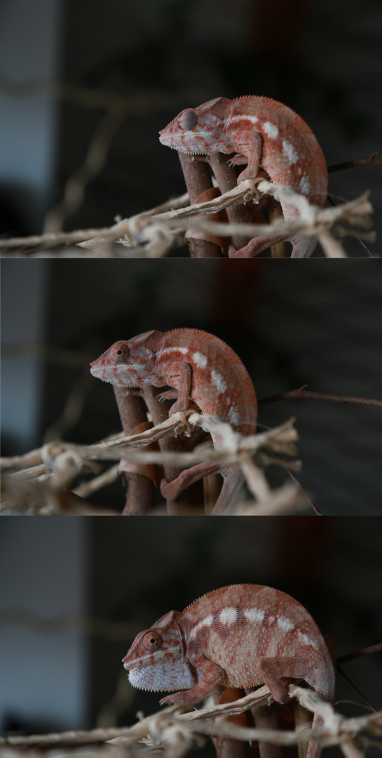 furcifer pardalis