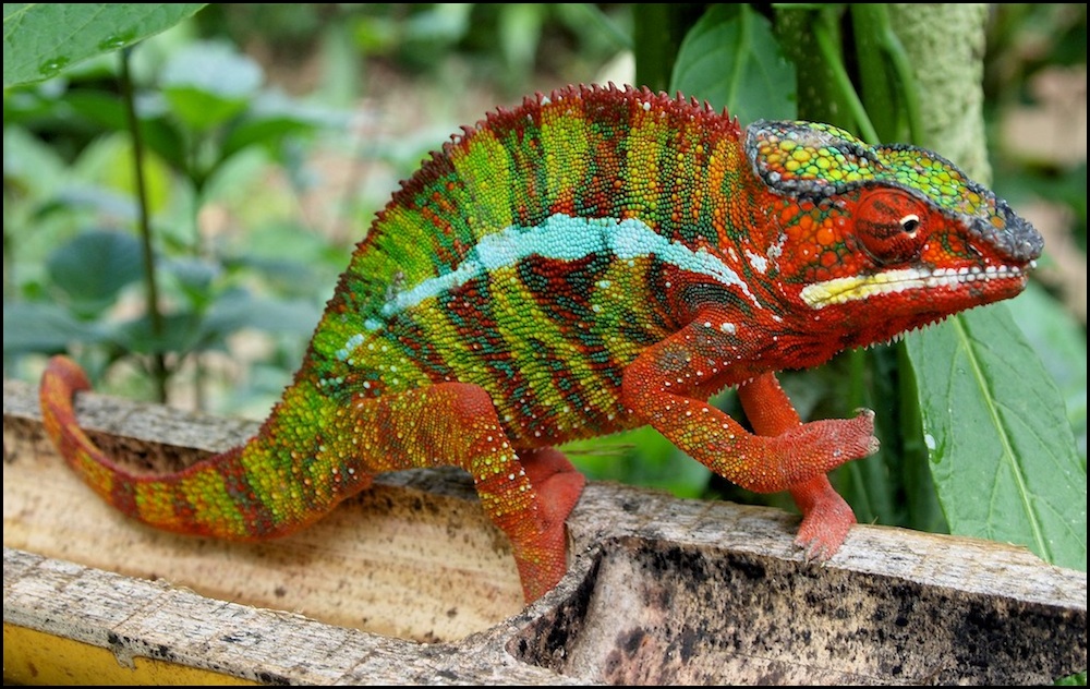 Furcifer pardalis (2)