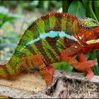 Furcifer pardalis (2)