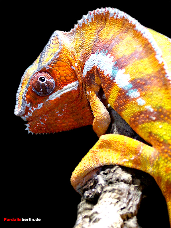 Furcifer pardalis