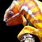 Furcifer pardalis