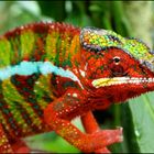 Furcifer pardalis