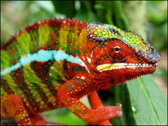 Furcifer pardalis