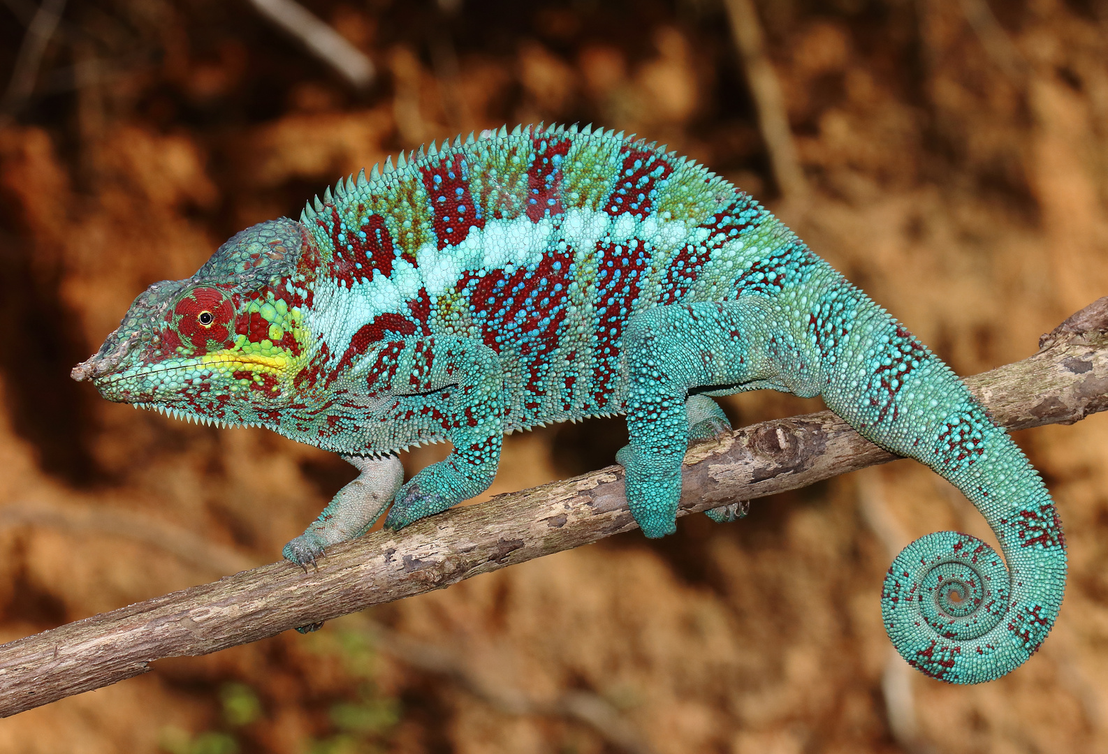 Furcifer pardalis