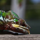 Furcifer Pardalis