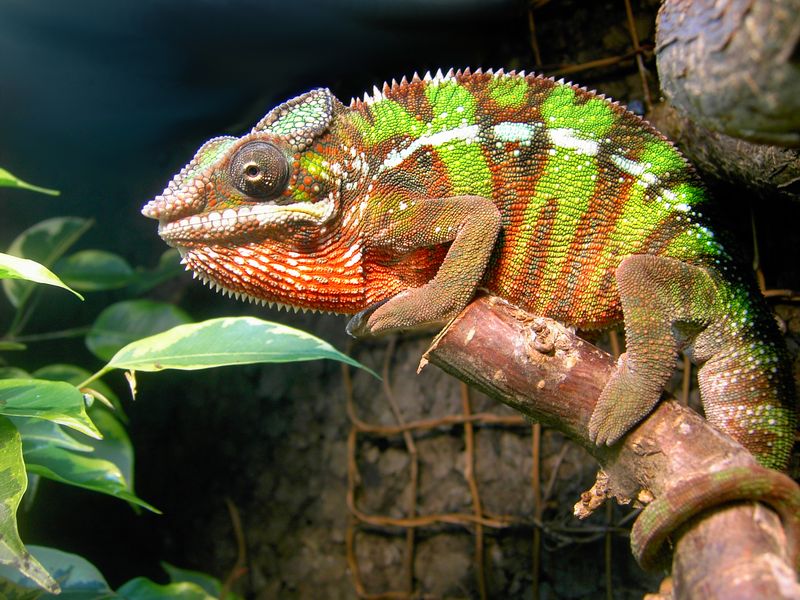 Furcifer pardalis