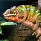 Furcifer pardalis