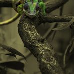 Furcifer pardalis