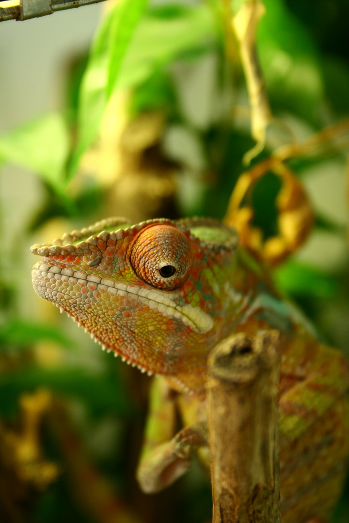 Furcifer Pardalis