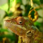 Furcifer Pardalis