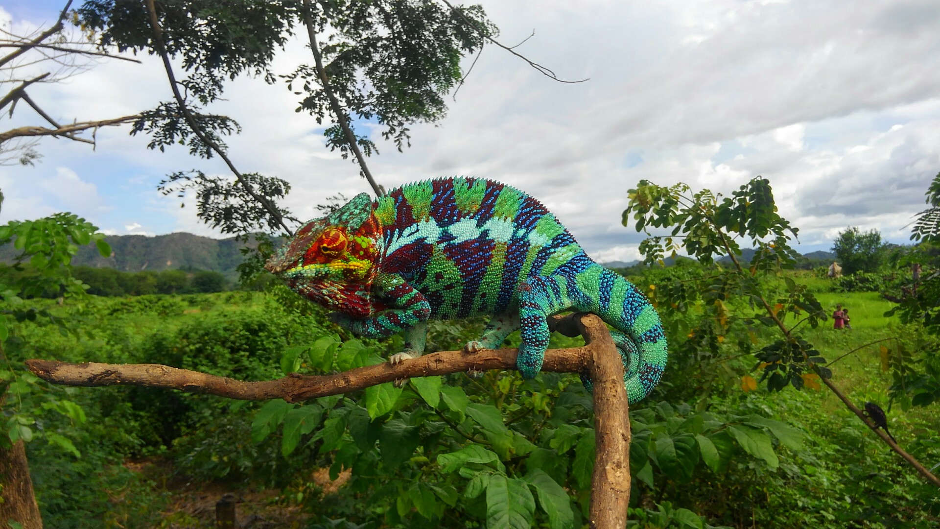 Furcifer pardalis - Ambanja Blue - Pantherchamäleon