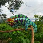 Furcifer pardalis - Ambanja Blue - Pantherchamäleon