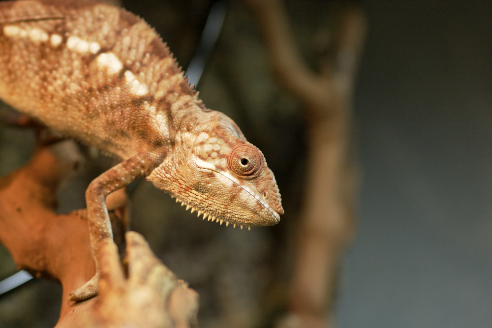 Furcifer pardalis "Ambanja"