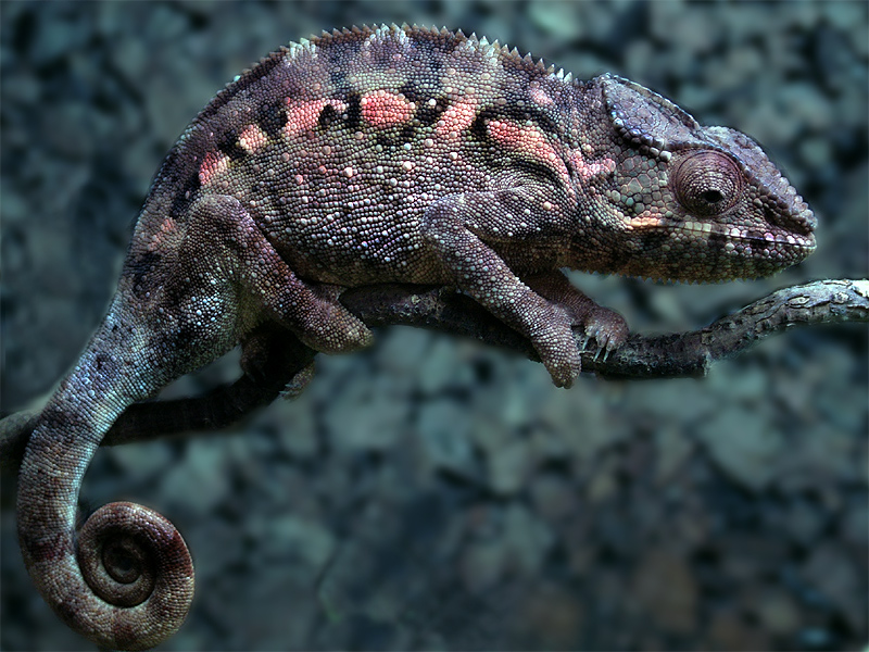 furcifer pardalis ambilobe