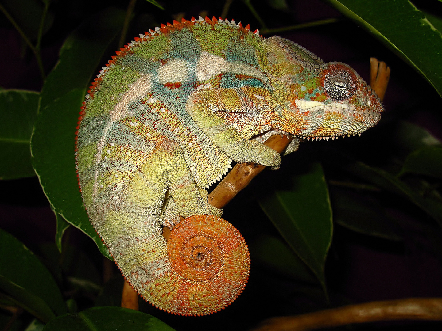 furcifer pardalis ambilobe blue bars