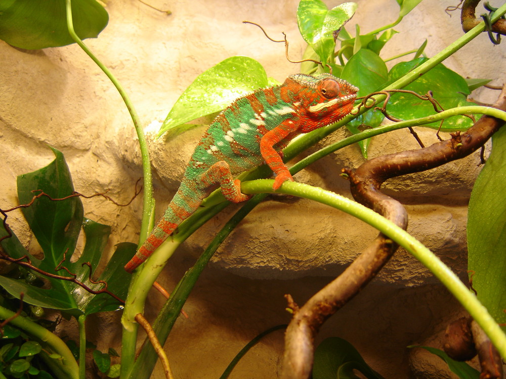 Furcifer pardalis "Ambilobé" (Pantherchamäleon) mein Freddy.