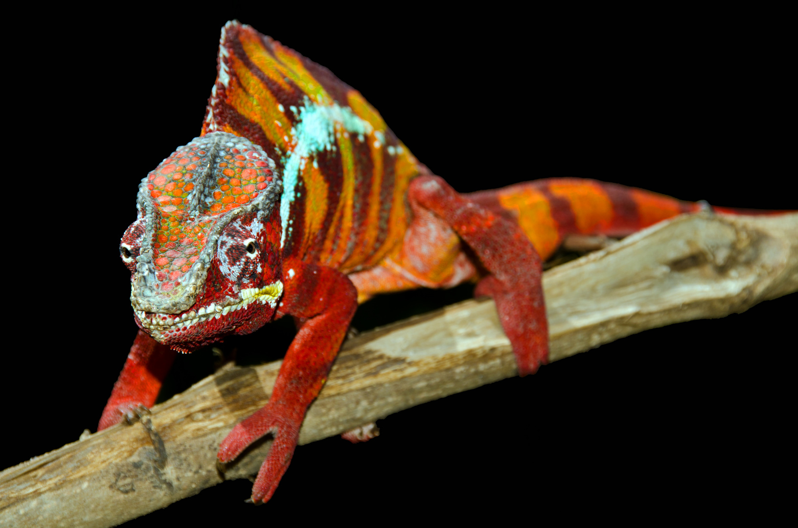 Furcifer pardalis - Ambilorama