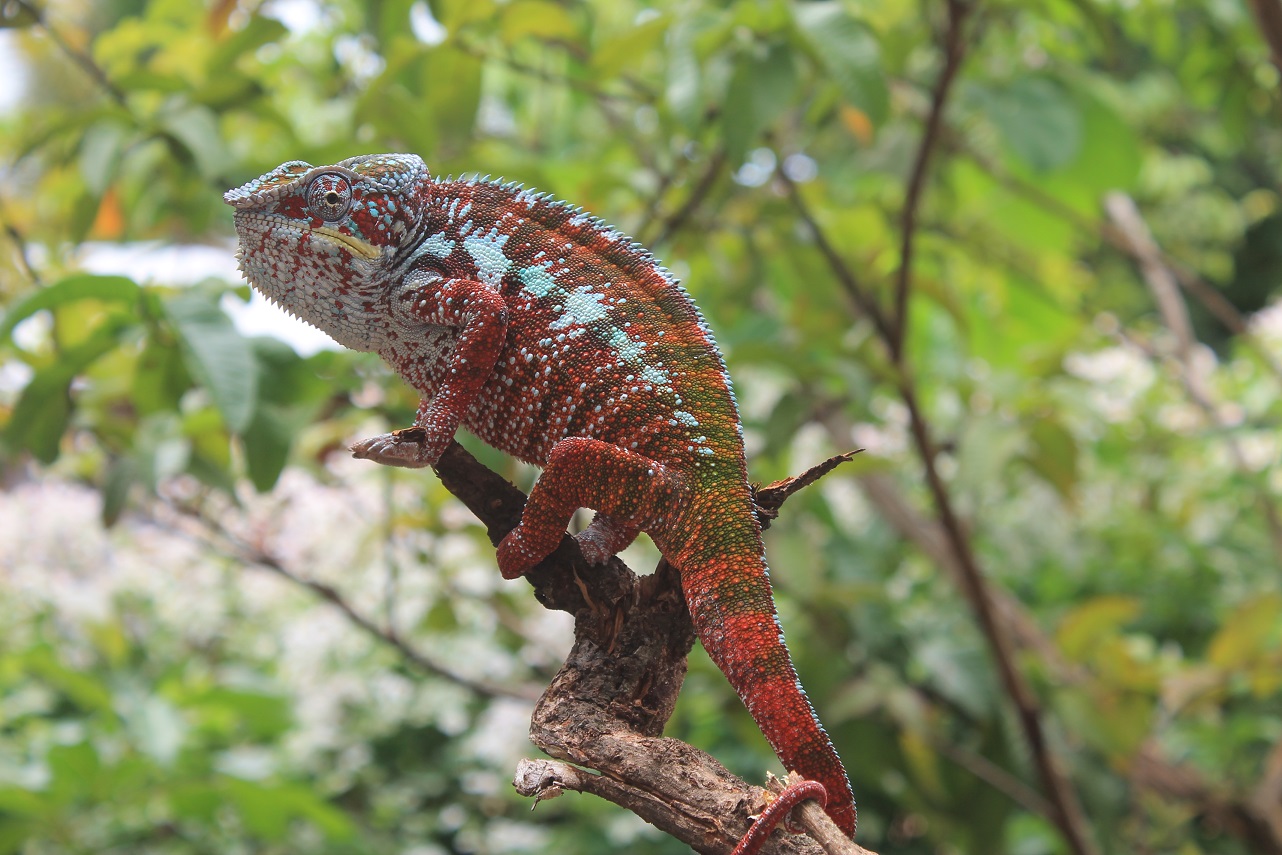 Furcifer pardalis - Antalaha - Pantherchamäleon