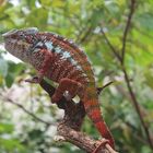 Furcifer pardalis - Antalaha - Pantherchamäleon