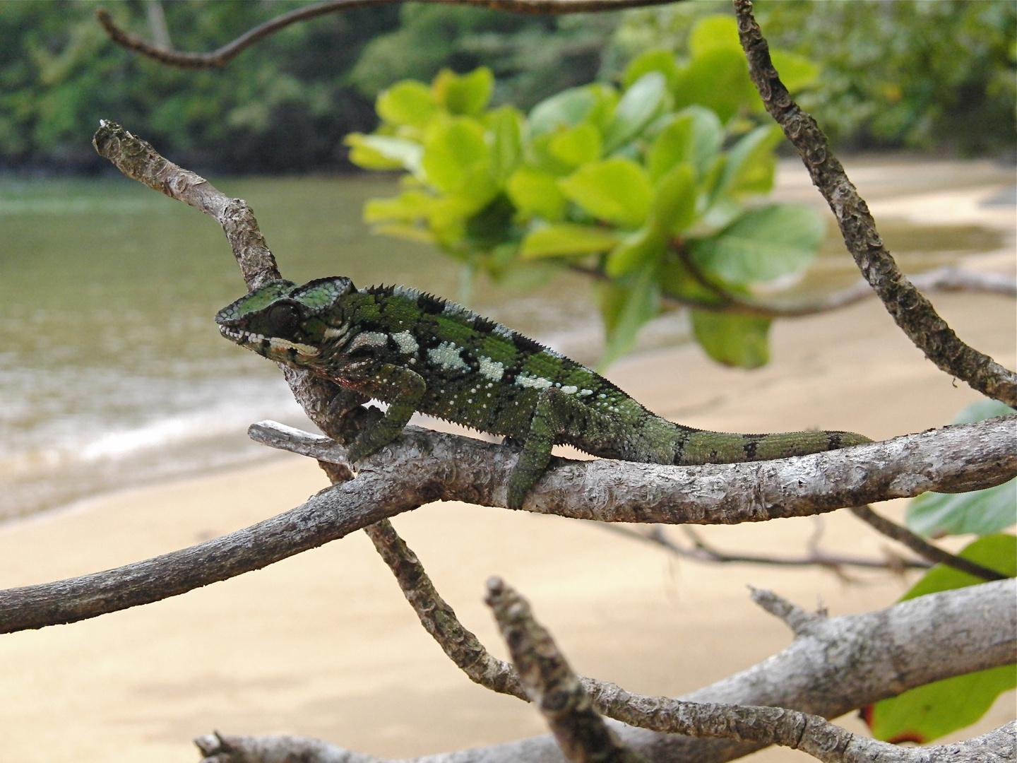 Furcifer pardalis