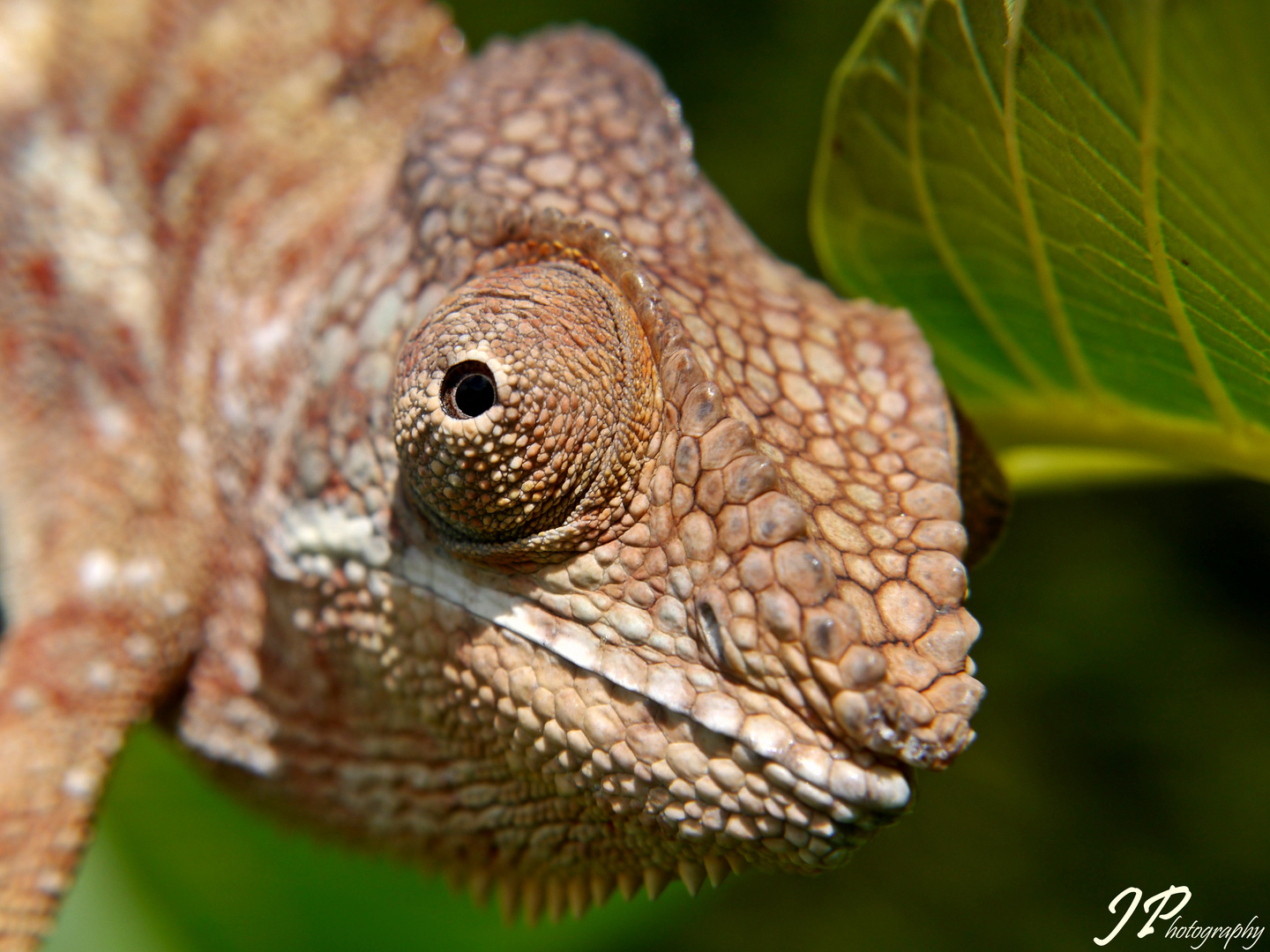 Furcifer pardalis