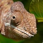 Furcifer pardalis