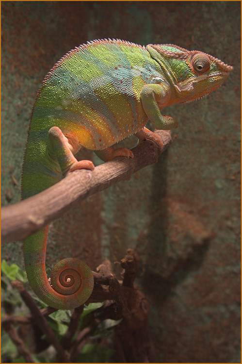 ...Furcifer Pardalis...