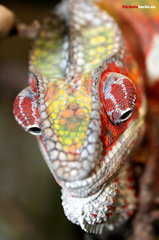 Furcifer pardalis diego suarez