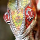 Furcifer pardalis diego suarez