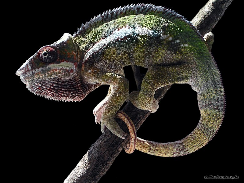 Furcifer pardalis