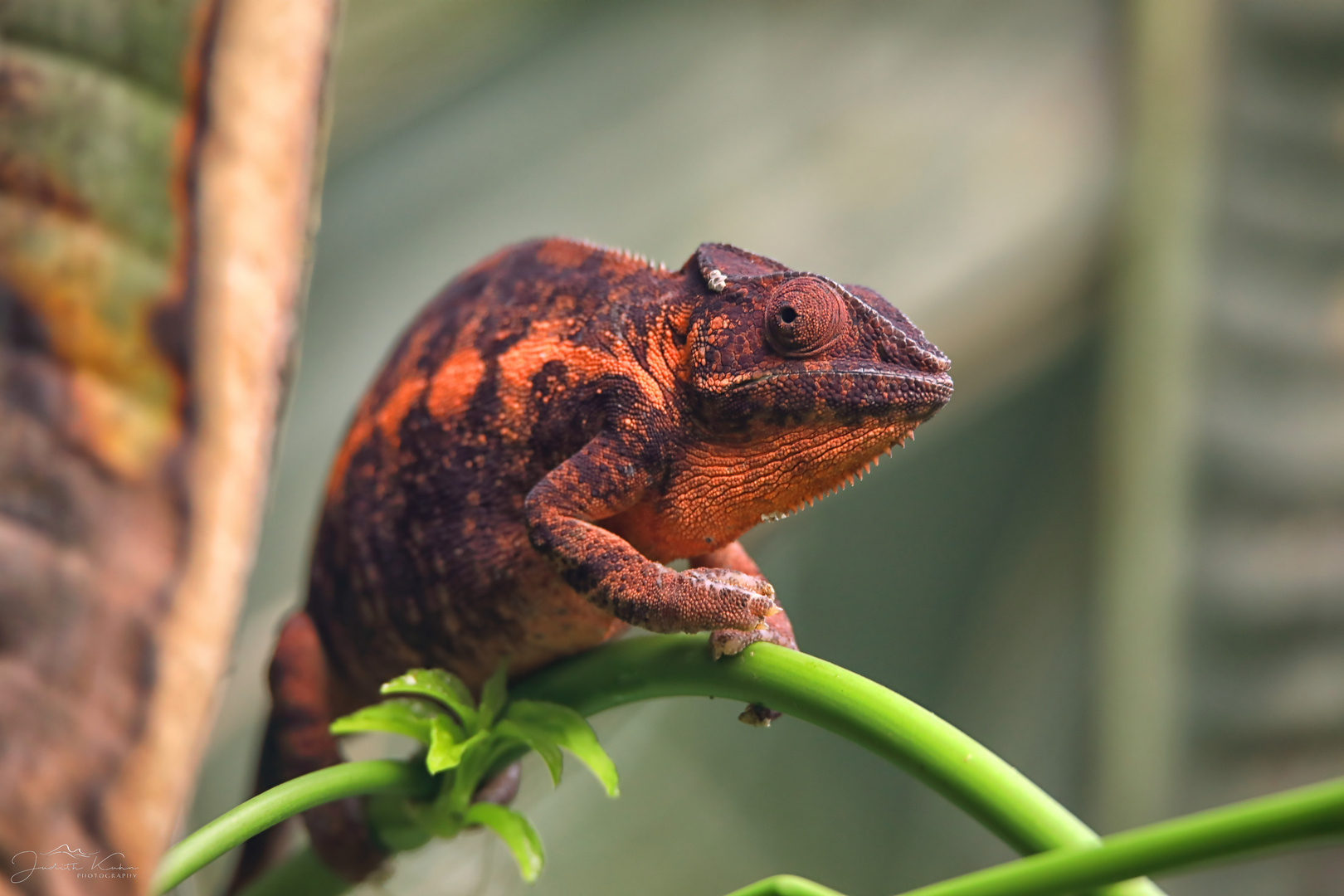 Furcifer pardalis I