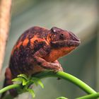 Furcifer pardalis I