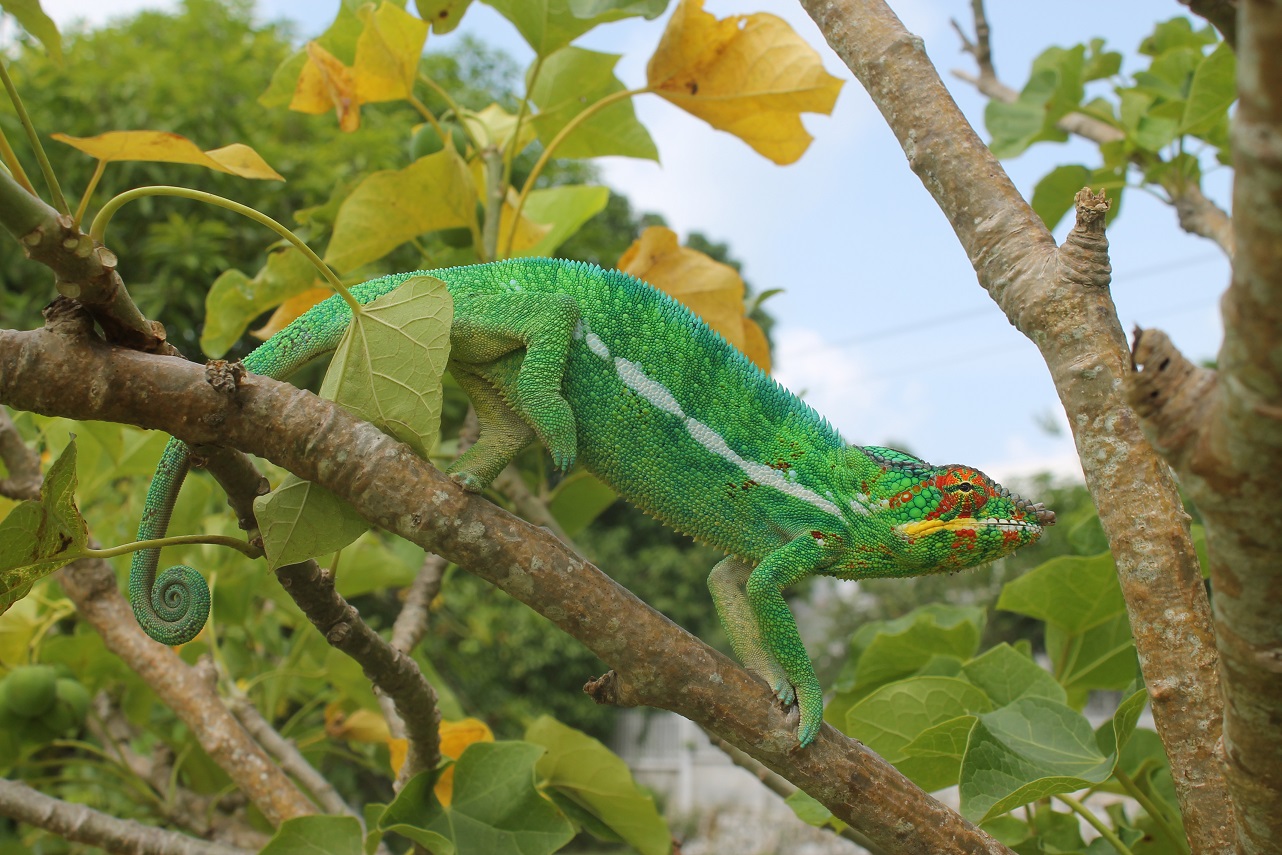 Furcifer pardalis Nosy Be