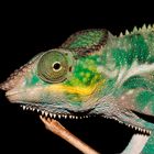 Furcifer Pardalis Nosy Faly