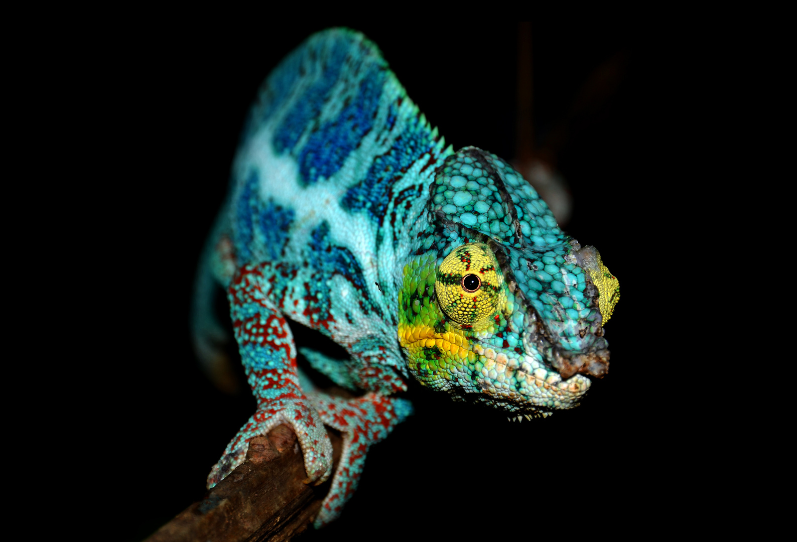 Furcifer pardalis - Nosy Faly