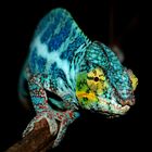 Furcifer pardalis - Nosy Faly