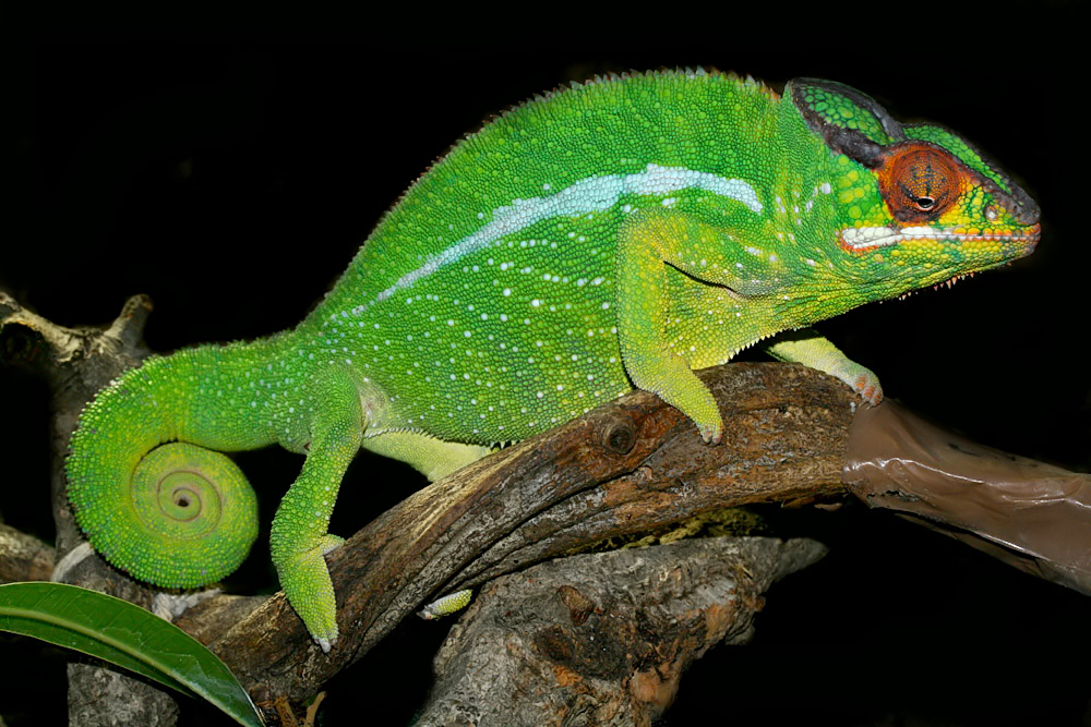 Furcifer pardalis Nosy mitsio Foto & Bild tiere, haustiere