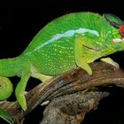 Furcifer pardalis Nosy mitsio