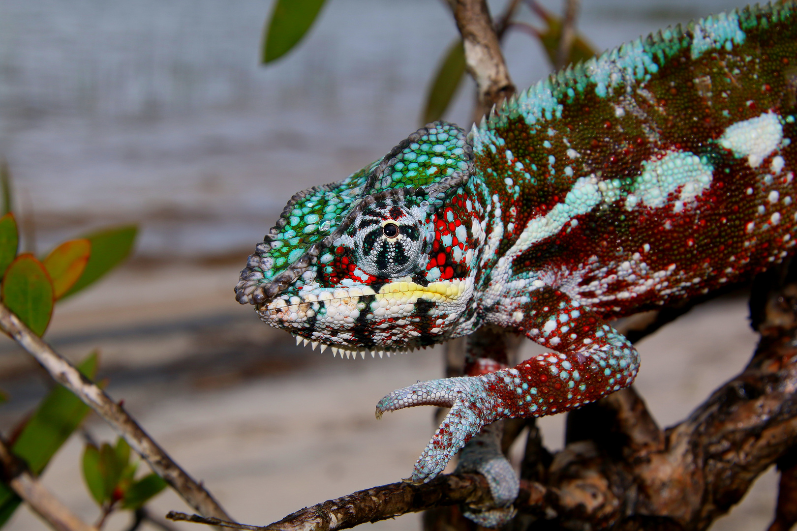 Furcifer pardalis, Panther-Chamaeleon