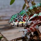 Furcifer pardalis, Panther-Chamaeleon