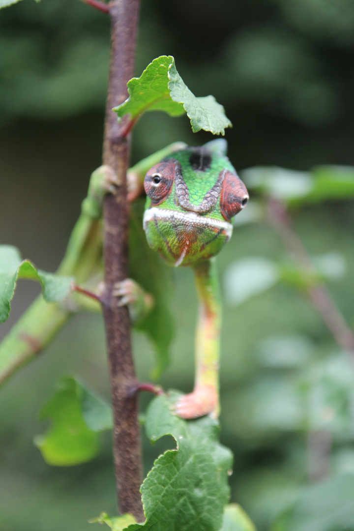 Furcifer Pardalis - Pantherchamäleon