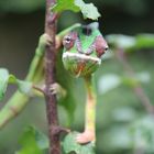 Furcifer Pardalis - Pantherchamäleon