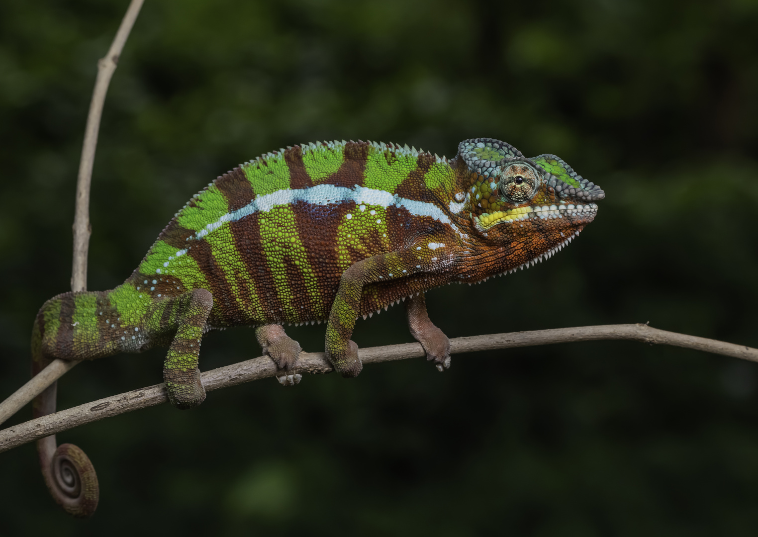 Furcifer pardalis, Pantherchamaeleon