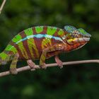 Furcifer pardalis, Pantherchamaeleon