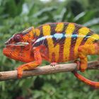 Furcifer Pardalis - Pantherchamäleon 