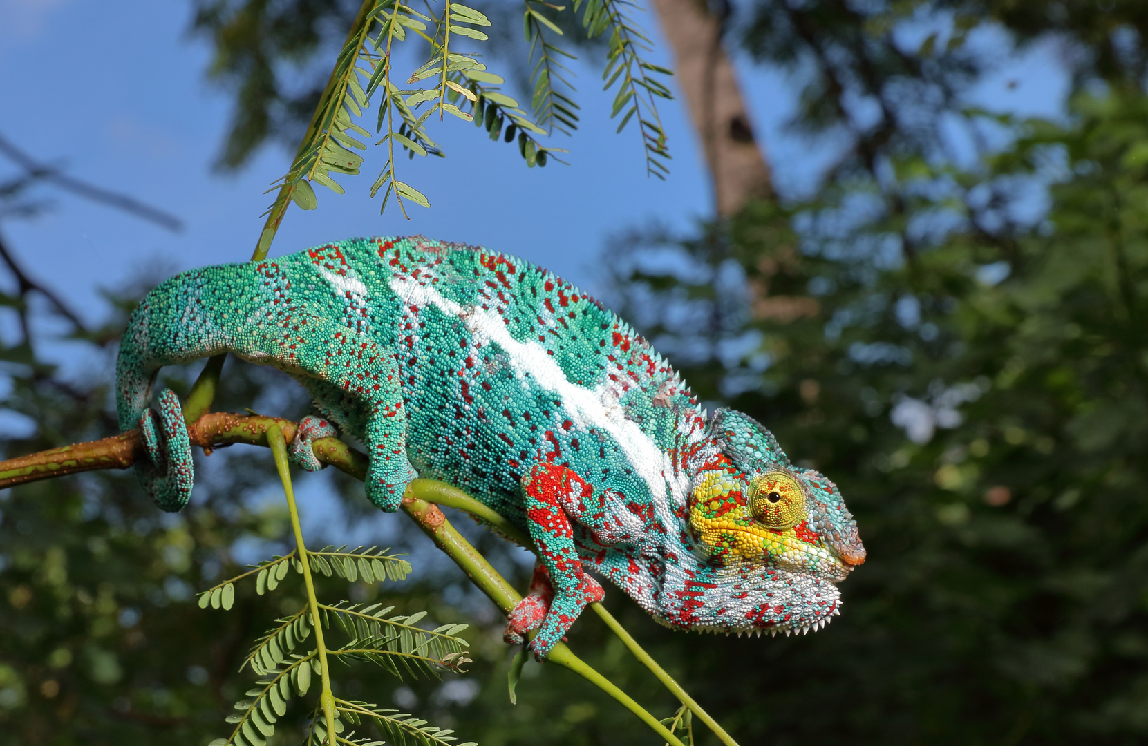 Furcifer pardalis, Pantherchamaeleon