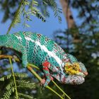 Furcifer pardalis, Pantherchamaeleon